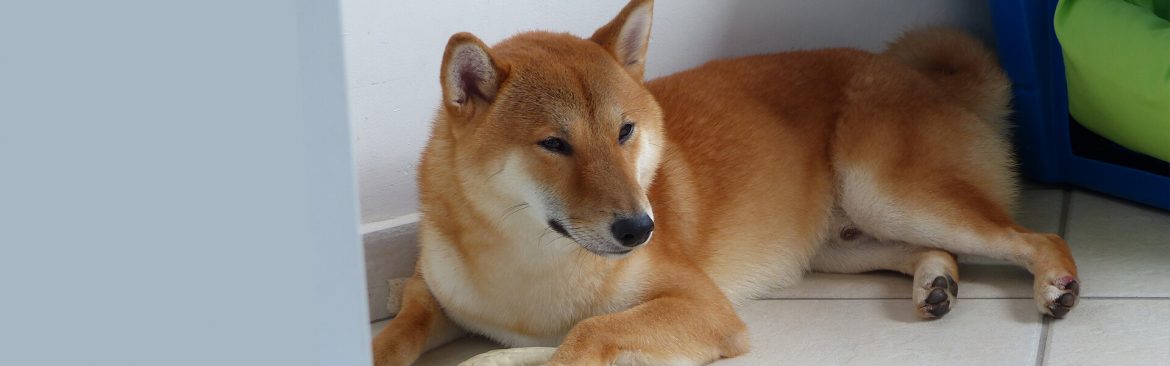 Qual o nome do seu cãozinho? - Hainu Canil - SHIBA INU